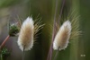 Hare's Tail Grass - Photo (c) vittorio1962, some rights reserved (CC BY-NC), uploaded by vittorio1962