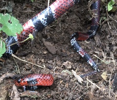 Erythrolamprus mimus