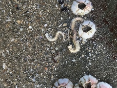 Spirobranchus triqueter