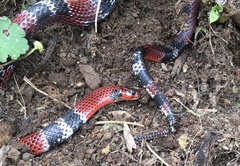 Erythrolamprus mimus