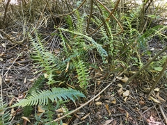 Blechnum hastatum