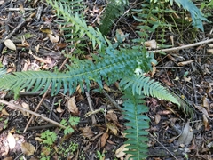 Blechnum hastatum
