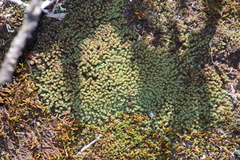 Hypodontium