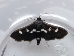 Desmia maculalis