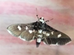 Desmia maculalis