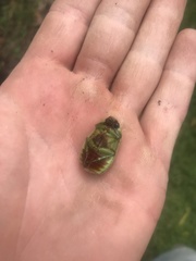 Platycoelia marginata