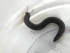 Diplopoda