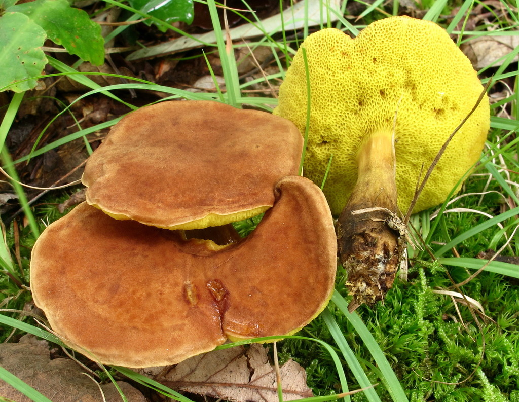 Boletus innixus (Massachusetts Mushrooms) · iNaturalist
