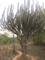 Browningia altissima