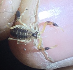 Centruroides vittatus