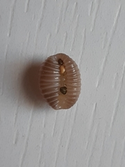 Pusula pediculus