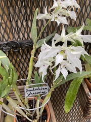 Dendrobium johnsoniae