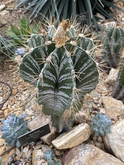 Astrophytum
