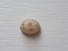 Pusula pediculus