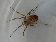 Metellina