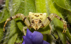 Thomisus onustus