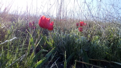 Tulipa