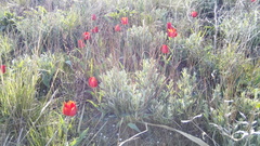 Tulipa