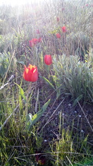 Tulipa