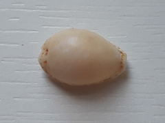Naria acicularis
