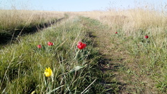 Tulipa