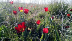 Tulipa