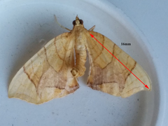 Eulithis diversilineata