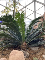 Encephalartos ferox