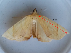 Eulithis diversilineata