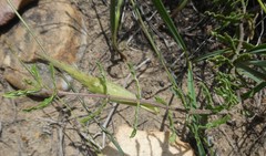 Aspidoglossum heterophyllum
