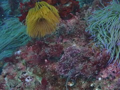 Anemonia viridis