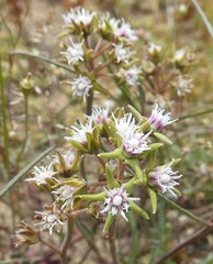 Eustegia minuta