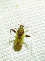 Phytocoris tibialis