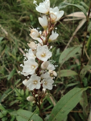 Persicaria japonica