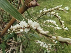 Persicaria japonica