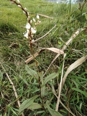 Persicaria japonica