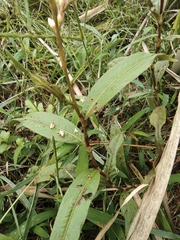 Persicaria japonica