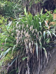 Phormium cookianum hookeri
