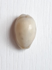 Naria acicularis