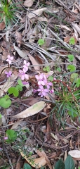 Stylidium productum
