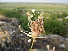 Allium paniculatum