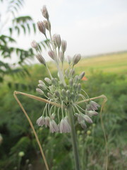 Allium paniculatum