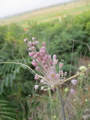 Allium paniculatum