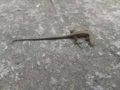 Pholidobolus montium