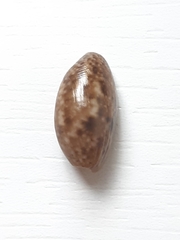 Bulla occidentalis