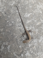 Pholidobolus montium