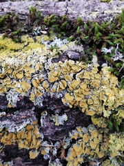 Xanthoria parietina