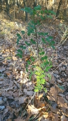 Angiospermae