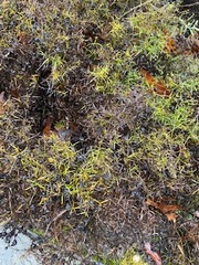 Coprosma linariifolia