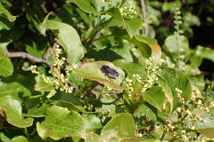 Argogorytes carbonarius